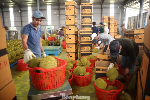Diem yeu 'chi mang' cua sau rieng Viet hinh anh