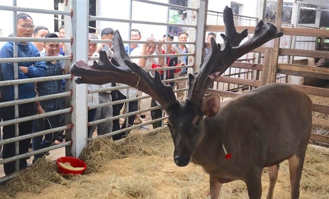 Gay me de thu hoach cap nhung nai 'khung' hiem co hon 13 kg hinh anh