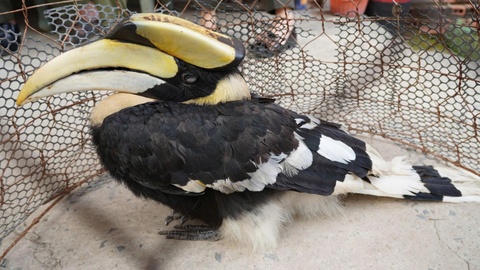 Chim hong hoang quy xuat hien o Tay Ninh hinh anh