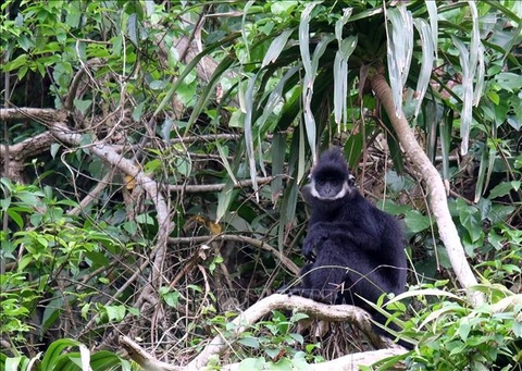 Bat duoc con vooc den Ha Tinh quay roi khu dan cu va tan cong nguoi hinh anh