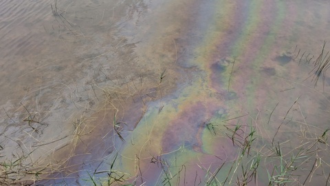 Tran dau diesel, ca chet hang loat o Quang Ngai hinh anh