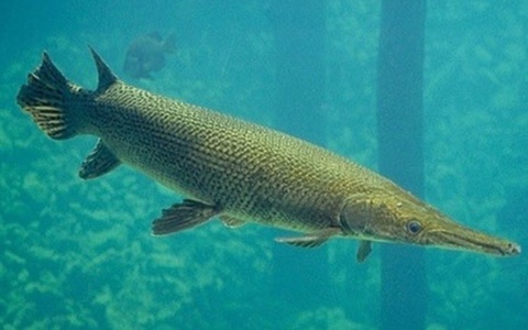 Tin moi vu 10 nguoi ngo doc do an trung ca canh hinh anh