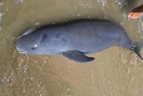 29 Tet, Ca Ong dat vao bo bien Vung Tau hinh anh