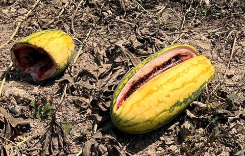 Ruong dua hau hon 200 tan bi bo thoi hinh anh