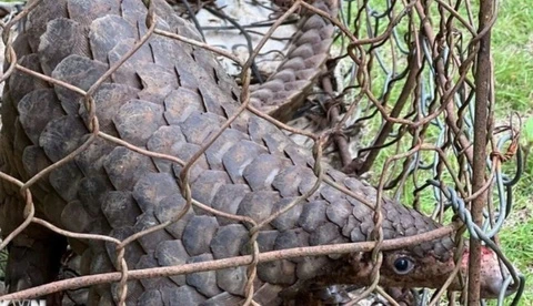 Nguoi dan nop lai te te quy hiem trong Sach do hinh anh