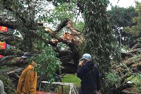 Cay do o vuon hoa Ha Noi, mot phu nu nhap vien hinh anh