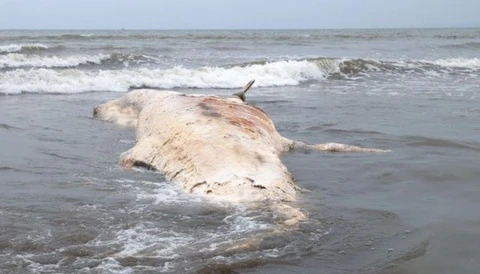 Xac ca voi nang gan 7 tan dat vao bo bien Nghe An hinh anh