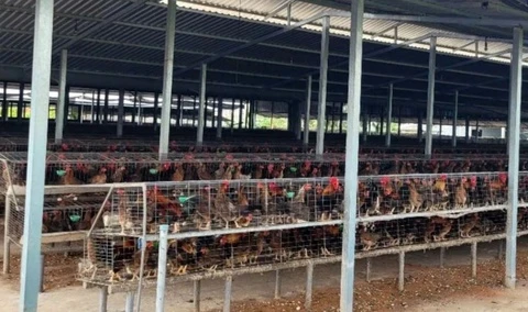 Vi sao nhieu nha o Dong Thap phai dong kin cua khi an com? hinh anh