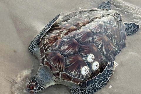 Nhieu sinh vat bien quy hiem lien tiep dat vao bo bien Lam Dong hinh anh