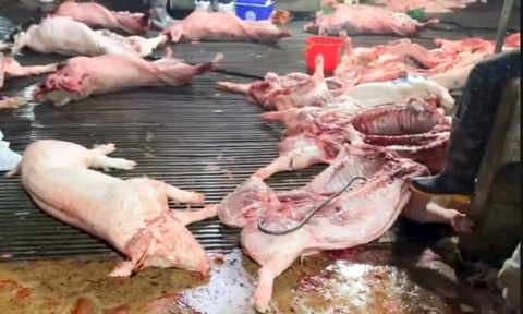 Lo ten hai truong vu 300 tan lon benh hinh anh