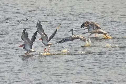 Sau 6 nam, mot loai chim quy hiem da tro lai Tram Chim hinh anh