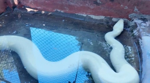 Tran bach tang quy hiem xuat hien o Dong Thap hinh anh