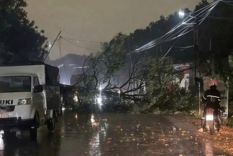 Cay bat goc trong mua, de chet nguoi phu nu ban xoi hinh anh