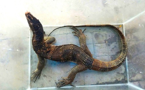 Ky da hoa quy hiem bo vao phong ngu nguoi dan o Ca Mau hinh anh