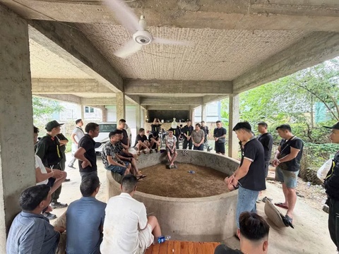 Triet xoa soi ga, bat giu hang chuc doi tuong hinh anh
