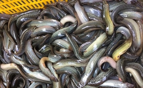 Loại cá chân quê nhiều người chê bẩn lại cực giàu canxi và omega-3