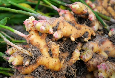 Cong dung chua benh cua cu gung hinh anh