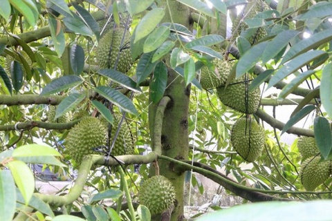 Nhieu doanh nhan bi bat vi mua ban ma so vung trong sau rieng hinh anh