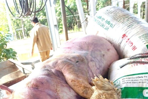 Khoi to 7 bi can dao xac heo benh, mang so che ban ra thi truong hinh anh