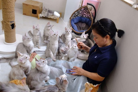 Nguoi phu nu kiem tien ty tu so von 31 trieu mua doi meo khong lo hinh anh
