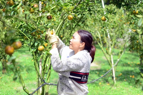 Pha chuoi trong quyt, nguoi phu nu Lam Dong kiem bon tien hinh anh