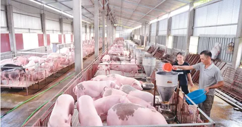 Gia heo hoi lieu co 'sot' dip Tet Nguyen dan? hinh anh