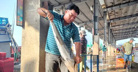 Ngu dan Ca Mau trung dam ca ba thu, moi chuyen di bien thu ve tien ty hinh anh