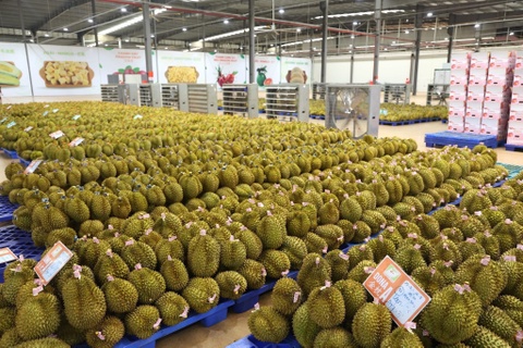 Gia sau rieng lao doc, diem nghen khong chi nam o thi truong hinh anh