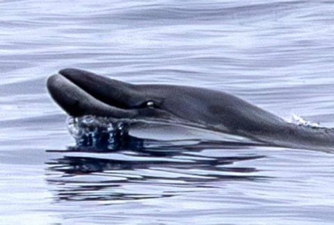 Loai ca voi quy hiem chua bao gio duoc nhin thay con song hinh anh