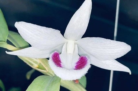 Lan dot bien Dong Nai anh 1