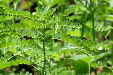 Vi thuoc tot cho gan tu cay cho de hinh anh