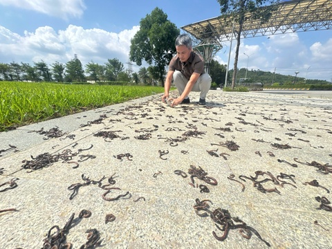 Khoa hoc ly giai hien tuong giun un un bo len mat dat roi chet kho hinh anh