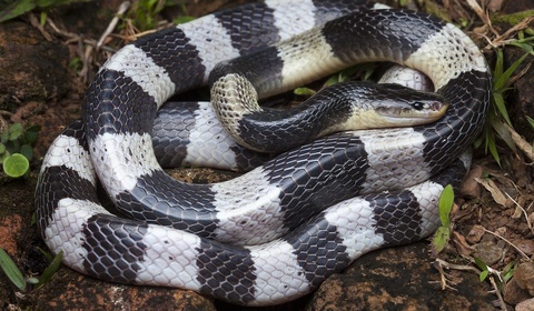 Loai ran doc manh hon ho mang chua hinh anh