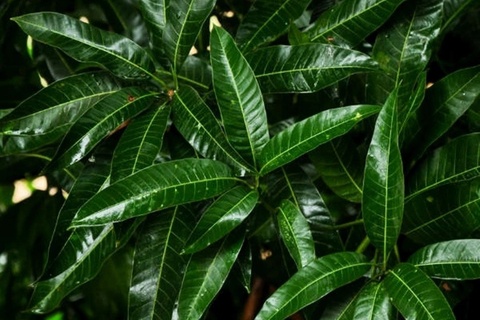 Viet Nam co san mot loai thao duoc quy nhung hay bi ngo lo hinh anh