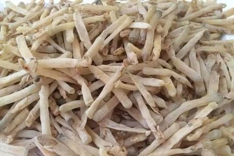 Sa sung bo duong the nao ma duoc vi la 'than duoc' bien ca? hinh anh