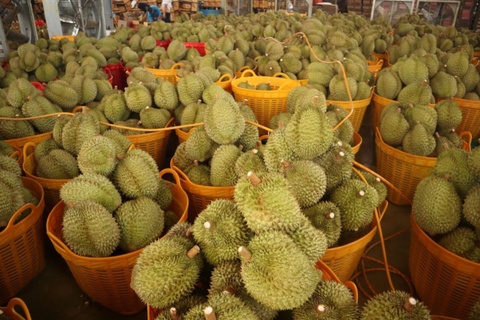 Sau rieng Dak Lak rot gia manh, thuong lai dung mua hinh anh