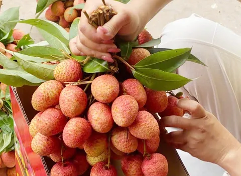 Chua tung co: 300.000 dong/kg vai thieu tai vuon hinh anh