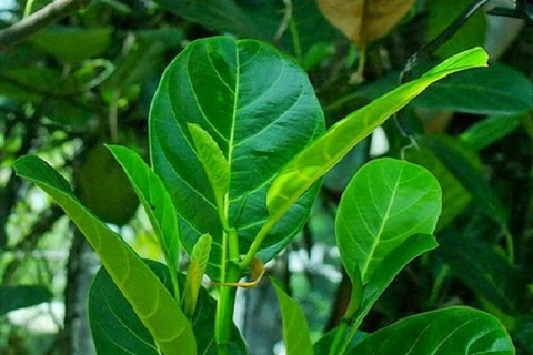 Cong dung chua benh bat ngo cua la mit hinh anh