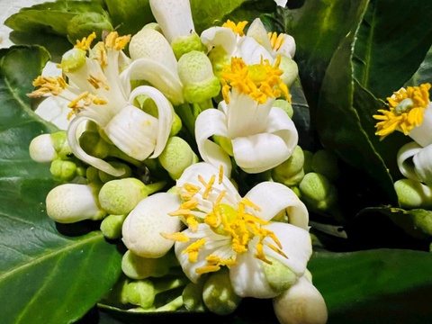 Hoa buoi: Nhung loi ich suc khoe it nguoi biet hinh anh