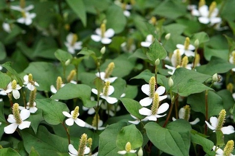 Cay thuoc bo gan va than tu nhien, moc dai day vuon hinh anh