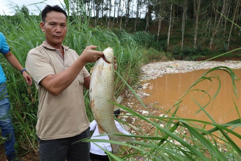 Vo bo bao ho chon rac o Quang Ngai: Ca chet hang loat, nuoc boc mui hinh anh