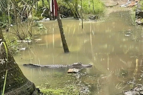 Xac minh tin ca sau xuat hien trong vuon nha dan o Can Tho hinh anh