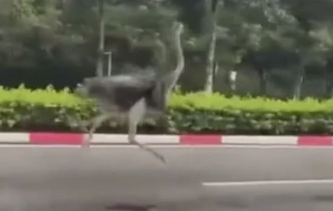 Chim ‘khong lo’ bat ngo chay tren duong pho TP.HCM hinh anh