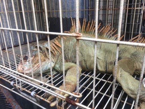 Phat hien 75 con rong Nam My o TP.HCM hinh anh