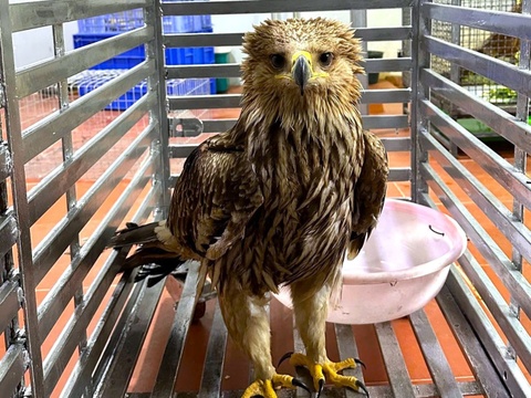 Phat hien dai bang dau nau quy hiem nam thoi thop ben duong hinh anh