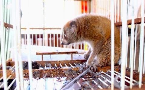 Phat hien cu li quy hiem khi di lam dong hinh anh