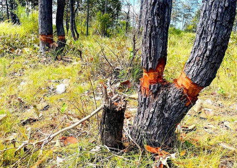 Giao cong an dieu tra vu ca canh rung bi chat quanh goc, chet dan hinh anh