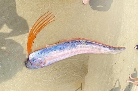 Ca ho rong quy hiem dat vao bo bien Da Nang hinh anh