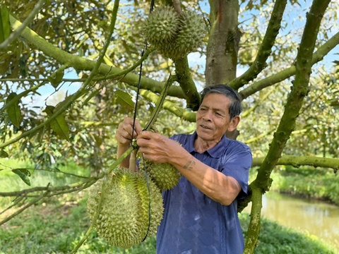 Lao nong mien Tay tiet lo bi quyet trong 'cay ty do', dut tui 5 ty/nam hinh anh
