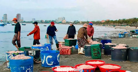 Da Nang: Ruoc bien duoc mua mat gia vu Tet hinh anh